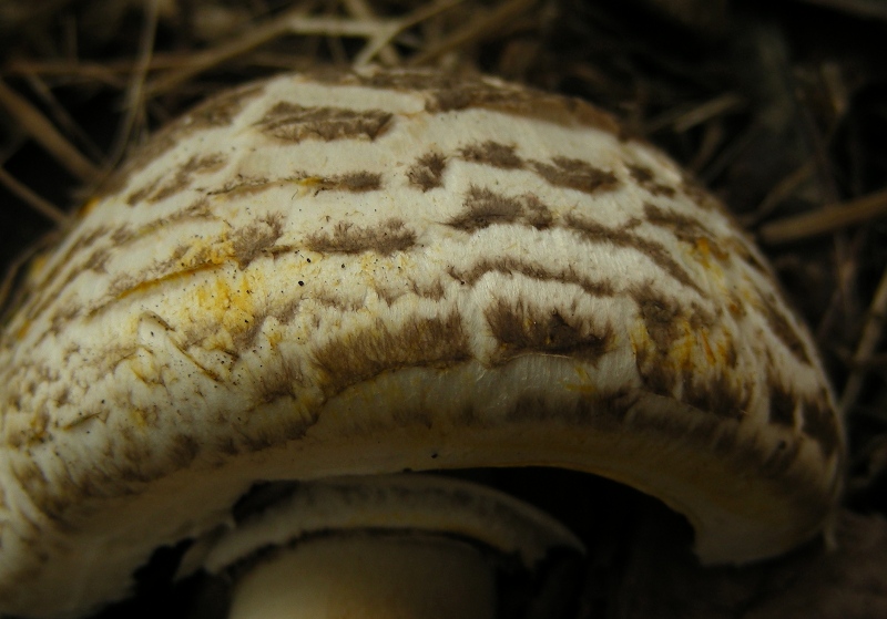 Agaricus da determinare